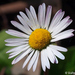 Southern Daisy - Photo (c) Valter Jacinto, some rights reserved (CC BY-NC-SA)