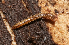 Dalodesmidae