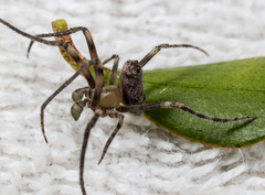 Cyphalonotus