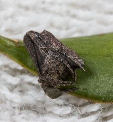 Cyphalonotus