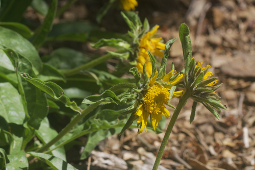 Image of Helianthella castanea by (c) Arvel Hernandez, some rights reserved (CC BY)