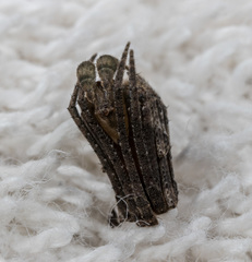 Cyphalonotus