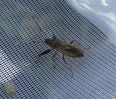 Pachygrontha antennata