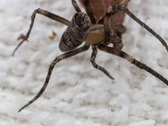 Cyphalonotus