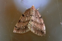 Thallophaga hyperborea