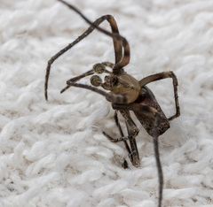 Cyphalonotus