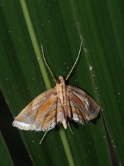Eoophyla gibbosalis