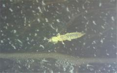 Scirtothrips dorsalis