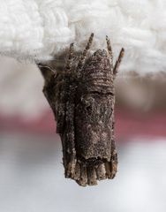 Cyphalonotus