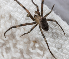 Cyphalonotus