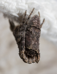 Cyphalonotus