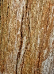 Anolis sericeus