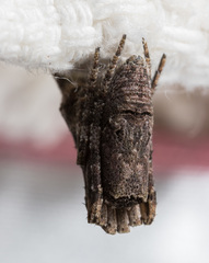 Cyphalonotus