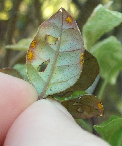 Myrtle Rust