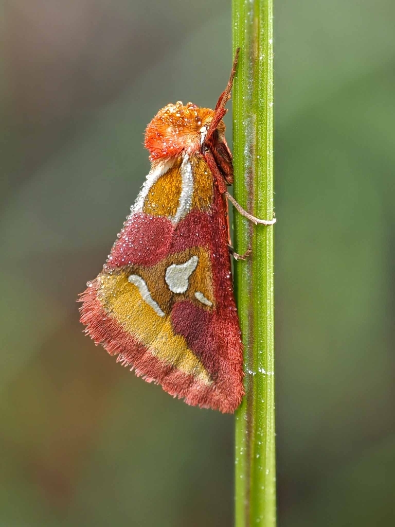 Cimeliidae