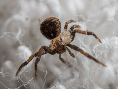Pycnaxis