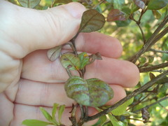 Austropuccinia psidii image
