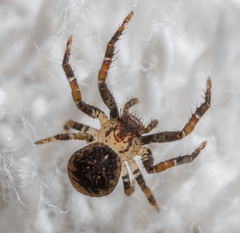 Pycnaxis