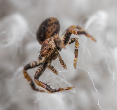 Pycnaxis