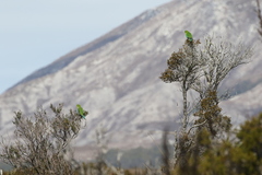 Neophema chrysogaster