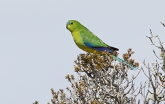 Neophema chrysogaster