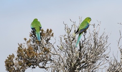 Neophema chrysogaster