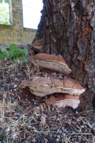 Ganoderma adspersum