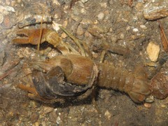 Austropotamobius pallipes