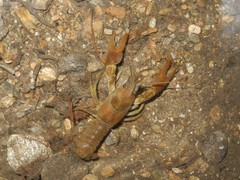 Austropotamobius pallipes