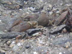 Austropotamobius pallipes