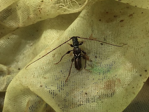 Molorchus pinivorus