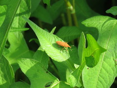 Lixus impressiventris