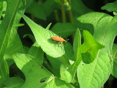 Lixus impressiventris