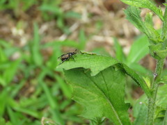 Phyllopertha diversa