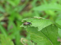 Phyllopertha diversa