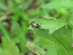 Phyllopertha diversa