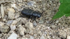 Clinterocera scabrosa