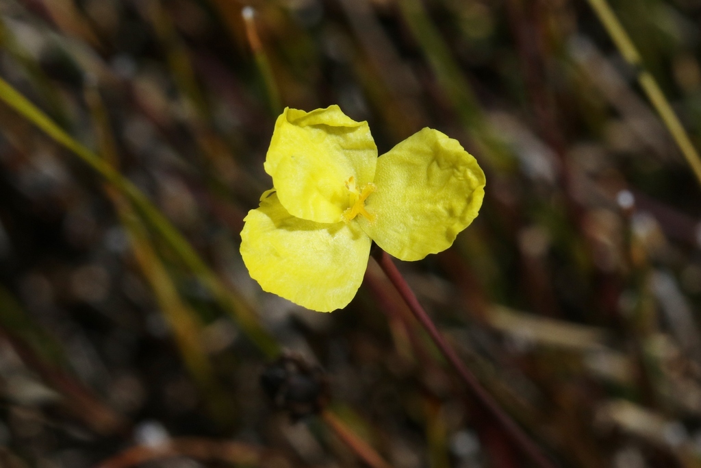Xyris marginata