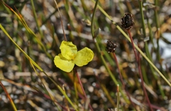 Xyris marginata