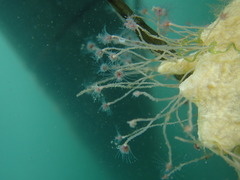Ectopleura marina