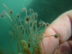 Ectopleura marina