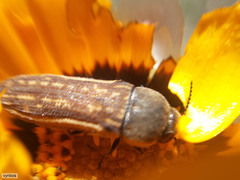 Acmaeodera gracilis