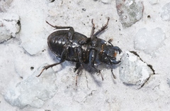 Lissotes subcaeruleus