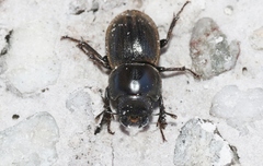 Lissotes subcaeruleus