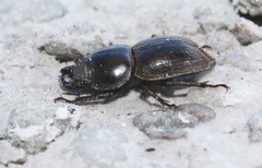 Lissotes subcaeruleus