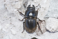 Lissotes subcaeruleus