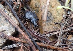 Scaphinotus interruptus