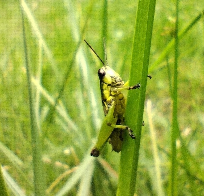Mexacris colorata
