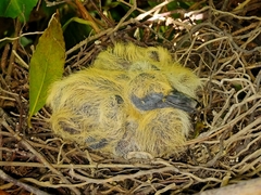 Rock Dove photo 6