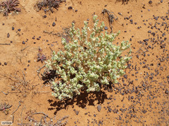 Atriplex lindleyi